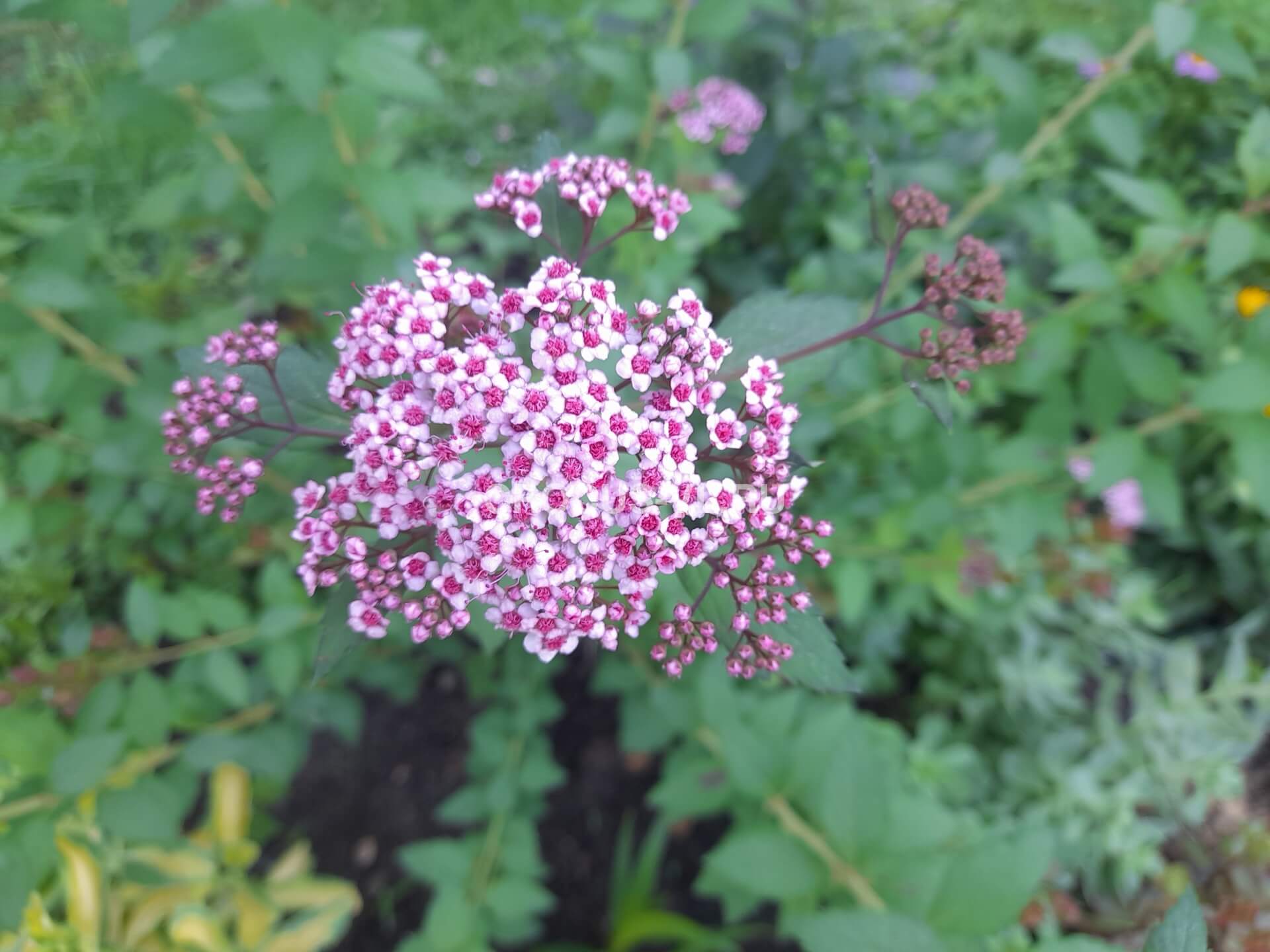 Спирея японская «Sparkling Champagne» Спирея японская «Sparkling Champagne»